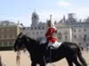 horseguard09.jpg (47kb)
