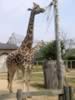 zoo_giraffe1.jpg (61kb)