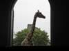zoo_giraffe4.jpg (28kb)