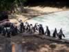 zoo_pinguin1.jpg (80kb)