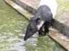 zoo_tapir1.jpg (69kb)