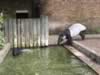 zoo_tapir2.jpg (71kb)