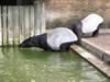 zoo_tapir3.jpg (66kb)